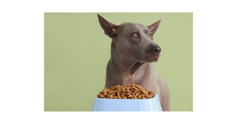 Vitamix E310 vs 5200: A Complete Comparison for Smart Kitchen Buyers